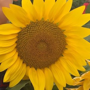 Meet your Posher, Maggie